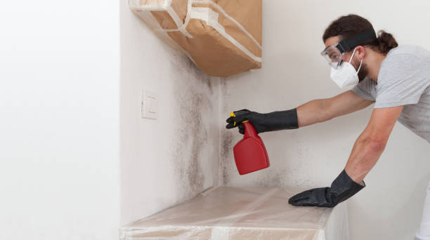 Professional Mold Cleanup technician working in Yorktown, TX