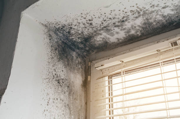Affordable Mold Cleanup solutions in Yorktown, TX